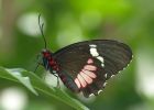 Яркие живые бабочки изпакистана в Краснодаре