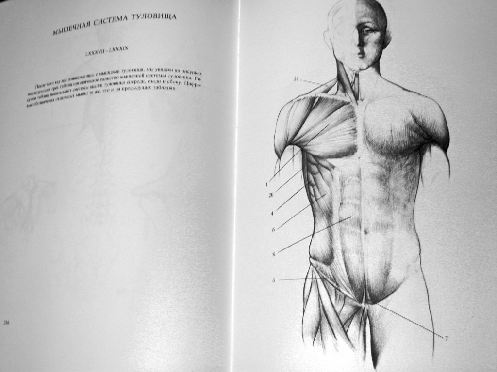 Анатомия для художников. Енё Барчаи. Ене Барчаи анатомия человека. Пластическая анатомия ене Барчаи. Джон Маршал анатомия для художников.