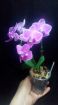 Продам орхидею, мини-фаленопсис. в Краснодаре