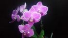 Продам орхидею, мини-фаленопсис. в Краснодаре