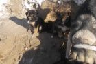 Пушистые щенки в Улан-Удэ