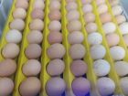 Инкубационное яйцо перепелов и кур в Подольске