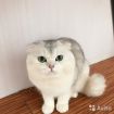 Шиншиловый чистокровный кот на вязку в Костроме