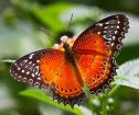 Яркие живые бабочки изпакистана в Красноярске