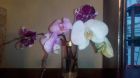 Продам орхидею фаленопсис, наливает бутоны в Краснодаре