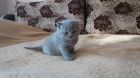 Продам шотландских котят (фолд) в уссурийске в Уссурийске