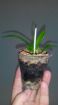 Продам орхидею фаленопсис иероглифику, природник в Краснодаре
