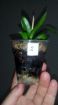 Продам орхидею фаленопсис иероглифику, природник в Краснодаре