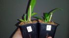 Продпм мини-орхидею ховеару в Краснодаре