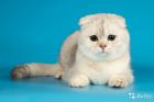 Шотландский кот на вязку чистопородный в Костроме