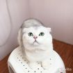 Шотландский кот на вязку чистопородный в Костроме