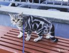 Британский кот на вязку в Костроме