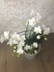 Продам орхидею фаленопсис- целое облако цветов в Краснодаре