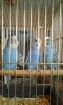 Волнистые попугаи в Кемерово