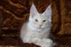 Крупные,породистые котята мейн кун редкого окраса в Кемерово