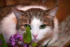 Очаровательная кошка белочка - целовательный розовый нос - ищет дом! в Москве