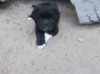 Хорошенькая собачка-щенок в Улан-Удэ