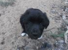 Хорошенькая собачка-щенок в Улан-Удэ