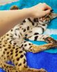 Продажа азиатский леопардовых...