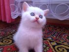 Британский котик редкого окраса в Анапе