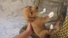 Продам щенка породы джек-рассел-терьер в Уссурийске