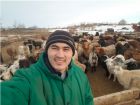 Продаются: коровы/лошади/козы/козлята/телята в Оренбурге