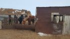 Продаются: коровы/лошади/козы/козлята/телята в Оренбурге