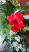  (hibiscus flower)  2   