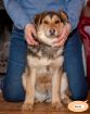 Фиона, 8 месяцев, отдаётся в добрые руки, отдам собаку бесплатно, щенок в дар в Москве