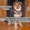 Фиона, 8 месяцев, отдаётся в добрые руки, отдам собаку бесплатно, щенок в дар в Москве