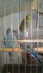 Волнистые попугаи в Кемерово