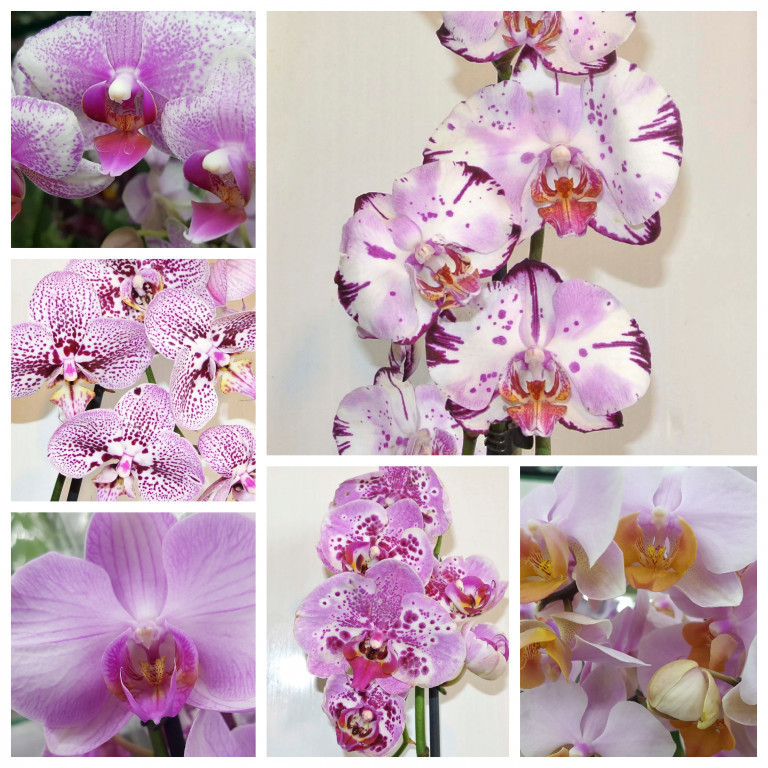 Орхидея купить в оренбурге. Орхидея Орхорай. Орхорай интернет магазин орхидей фаленопсис.