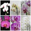 Фаленопсис орхидеи - украшение вашего дома. в Москве