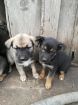 Собачки,щенки в Томске