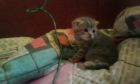 Продам вислоухого котенка в Сызрани