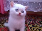 Предлагается к продаже британский котик в Анапе