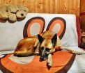 Ищет дом и любящих хозяев собака альма! в Санкт-Петербурге