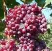 Саженцы винограда и плодовых деревьев в Краснодаре