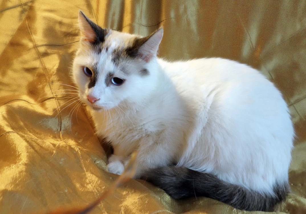 Кошка ташкент. Метис тайской кошки. Метис тайской кошки табби. Помесь тайской и сиамской кошки. Тайский котенок метис.
