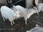 Годовалые кастрированые козлы на мясо в Уссурийске