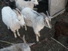 Годовалые кастрированые козлы на мясо в Уссурийске