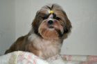 Собака-хризантема породы ши-тцу в Омске