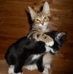 Котики КУРИЛЬСКОГО БОБТЕЙЛА