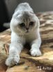 Коты на вязку     котята-вислоухие и прямоухие в Ярославле