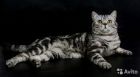 Коты на вязку     котята-вислоухие и прямоухие в Ярославле