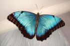 Продажа живых тропических бабочек 30 видов  и голубых морф в Астрахани