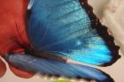 Продажа живых тропических бабочек 30 видов  и голубых морф в Астрахани