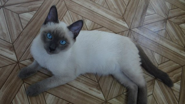 Тайский кот 3 месяца фото