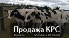 Продажа племенных нетелей молочного направления с продуктивностью от 7000 за лактацию из россии в бе в Брянске