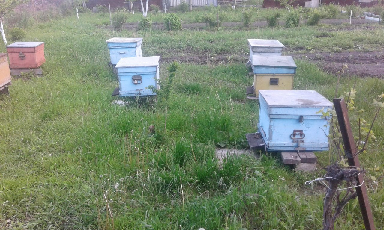 Купить пчелосемьи в воронежской области 2024 году